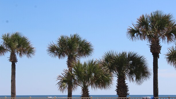 A beach with palm trees and a clear sky.