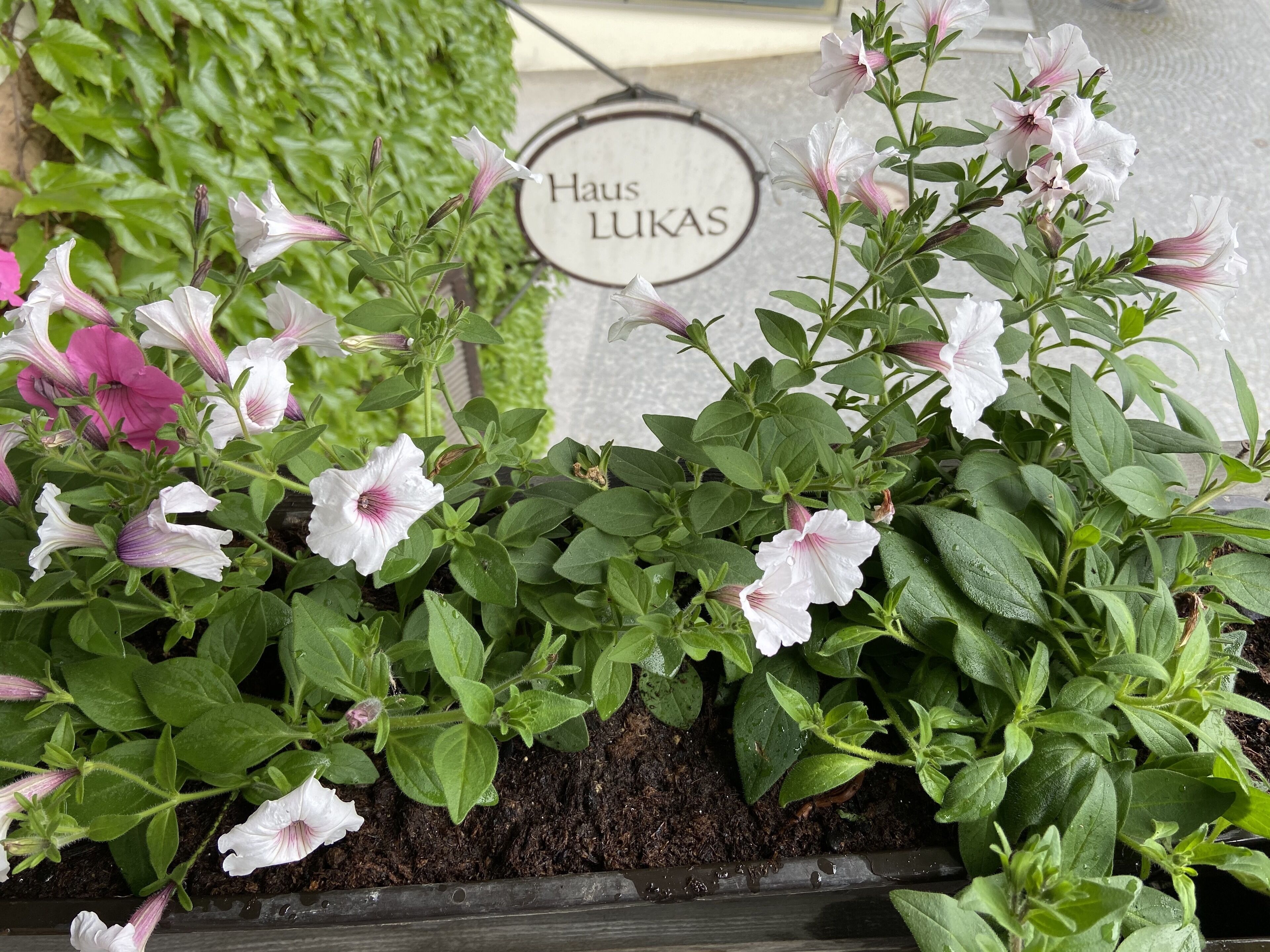 Un jardin agrémenté de plantes en fleurs et d’une pancarte sur laquelle on peut lire « Haus Lukas ».