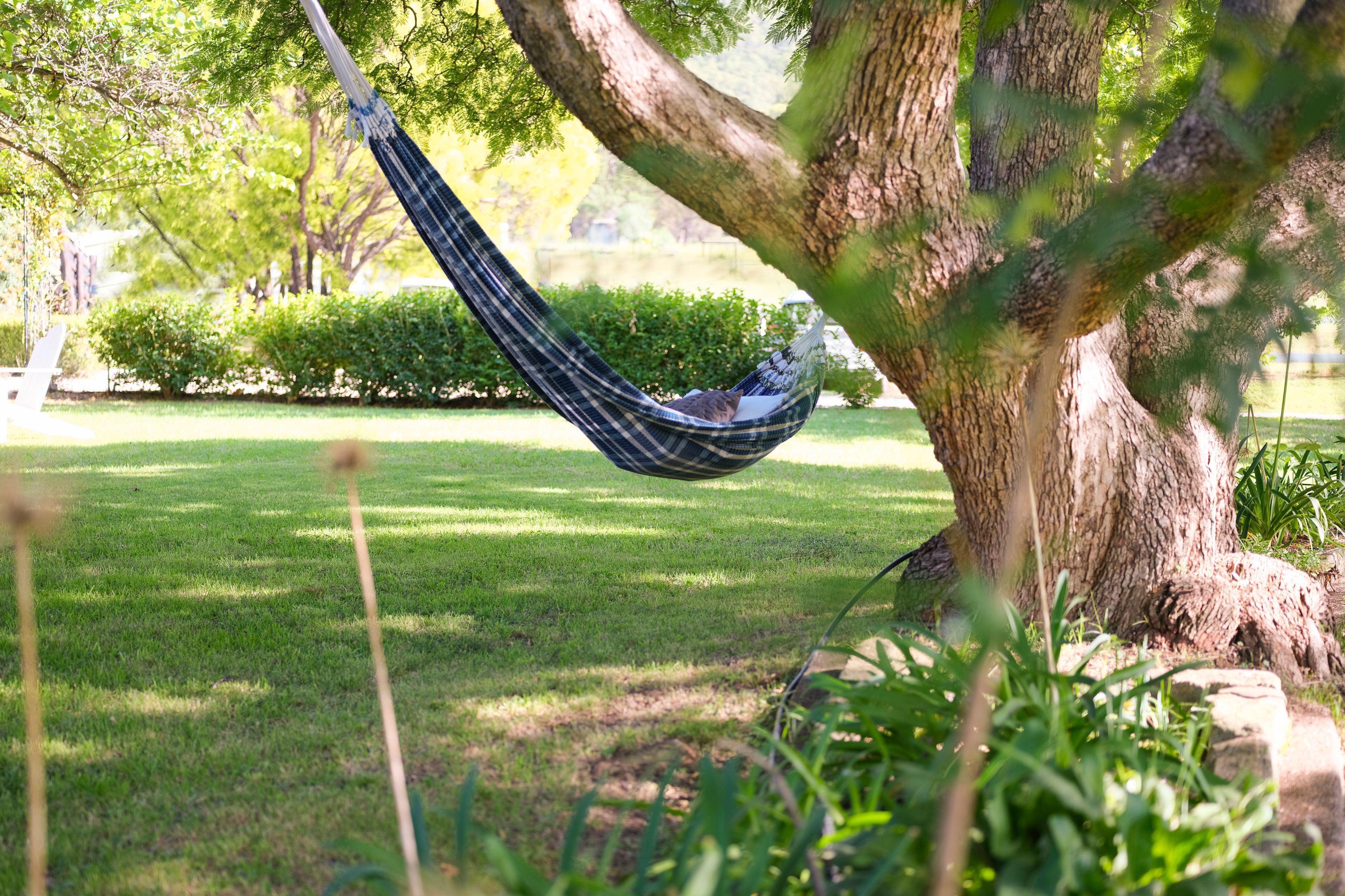 A hammock hanging from a tree in a grassy area with a clear sky.
