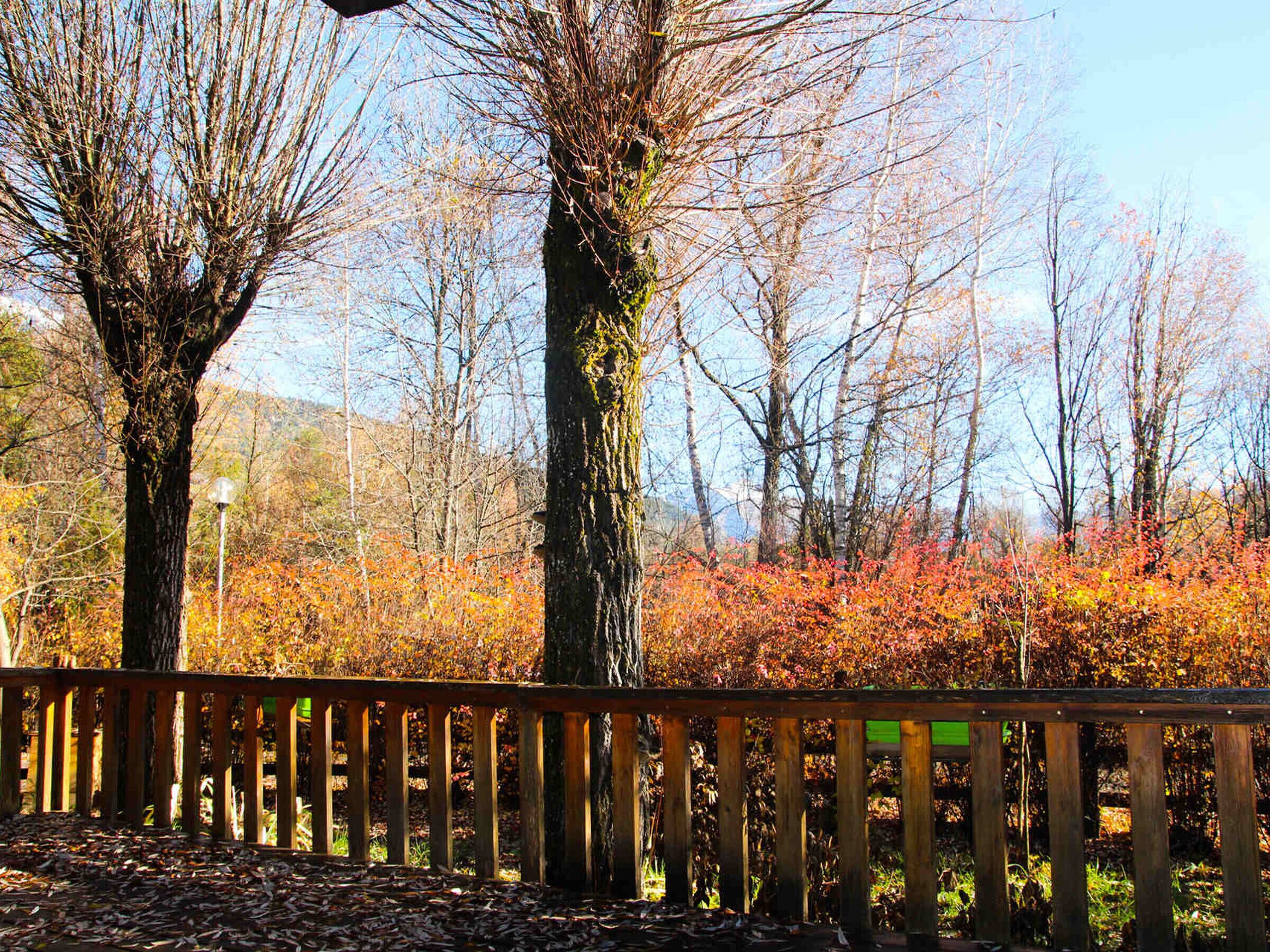 Een houten hek, bomen en herfstbladeren in een park.