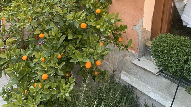 A citrus tree with oranges in a courtyard. - Ca Barozzi (Venezia)