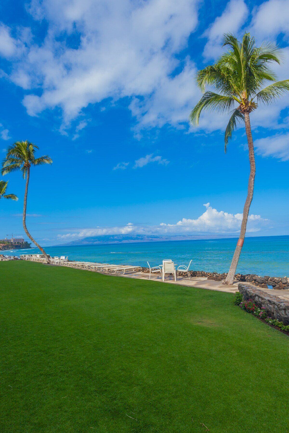 A grassy area with white lounge chairs facing a beach with palm trees and a clear blue sky.