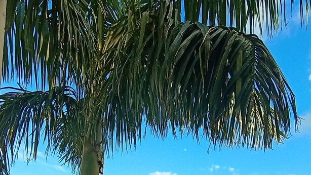 Ein Poolbereich mit einer Palme, Steinböden und einem Gebäude mit Bögen im Hintergrund.
