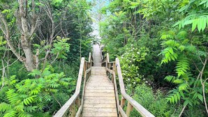 Eine Holztreppe führt in einen bewaldeten Bereich.