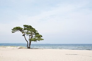 Ubicación a pie de playa y tumbonas