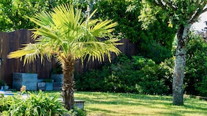 A palm tree in a backyard with a wooden fence and various plants.