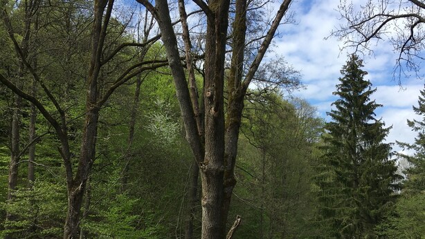 Un parc paisible avec un étang, entouré d’arbres et sous un ciel dégagé.