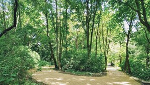A paved pathway through a wooded area with trees and greenery on both sides. - Great value in Prenzlauer Berg, free parking (Berlin)
