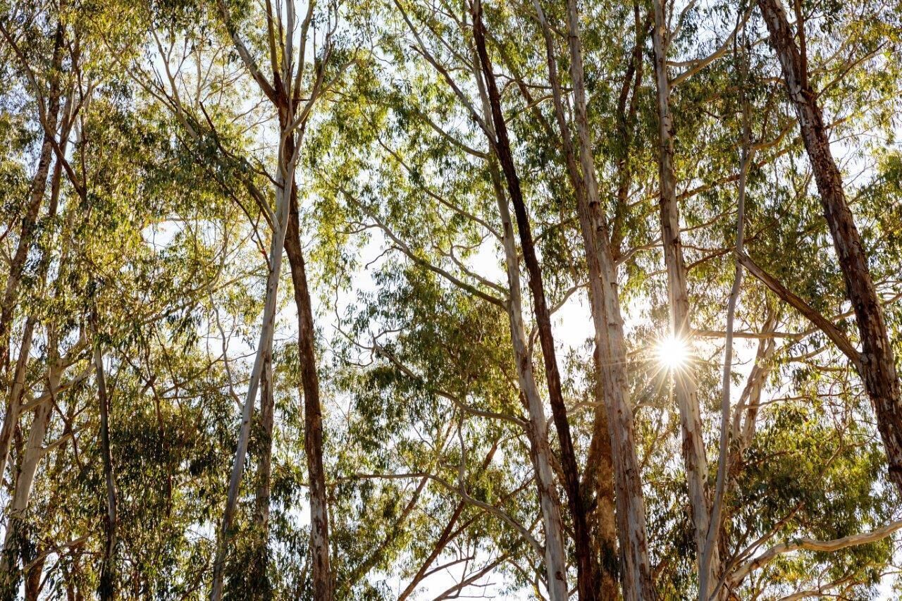 Uma floresta densa de eucalipto, com a luz do sol filtrando entre as folhas.