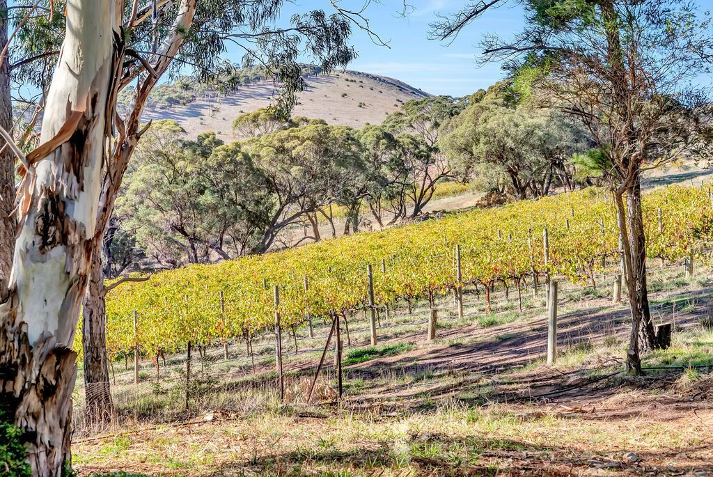 Casa Angustum - Secluded retreat ! Unlimited Wifi  — image 21