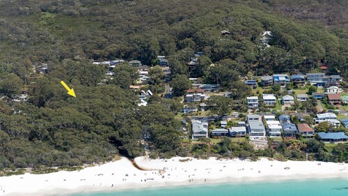 Black Wattle at Hyams Beach