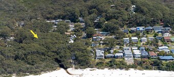 Black Wattle at Hyams Beach