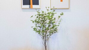 Two framed abstract paintings on a white wall, a clear glass vase with a plant on a wooden floor. - TORA HOTEL Skytree B (Tokyo)