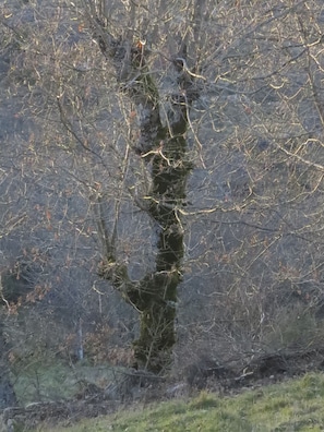 A tree with bare branches and a thick trunk in a natural setting. - Room in Cabin - Restored, Rustic and Rural Mini Cottage in Typical Portuguese Village (Lamego)