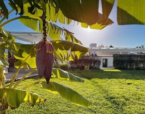 Property grounds - Cosy one Bedroom House 5 minutes from Zambujeira do Mar - House 3 (Zambujeira do Mar)