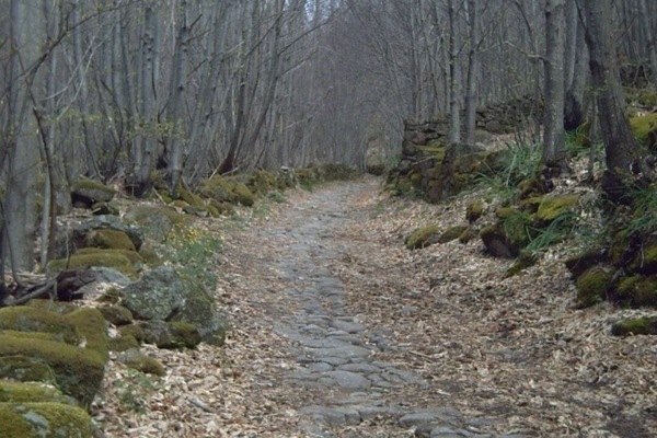 Sendero entre Castaños