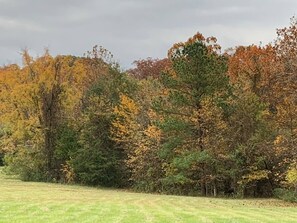 A grassy field with dense trees in the background.