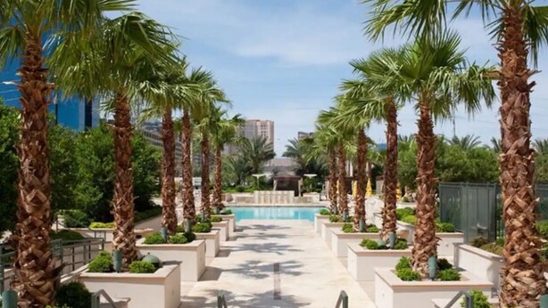 Un sendero bordeado de palmeras que conduce a una zona de piscina, rodeada de vegetación y edificios.