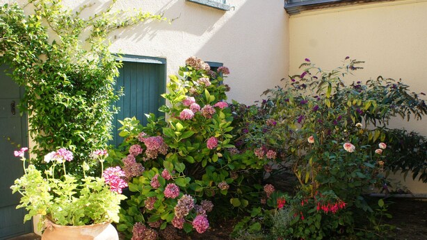 A courtyard with a potted plant, flowering shrubs, and a stone pathway. - Historic 18th Century Home with Modern Comforts in Medieval Village (Montmirail)