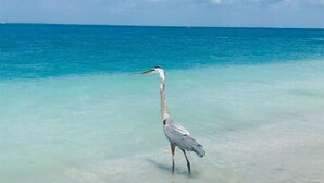 Un oiseau se tient dans une eau peu profonde, près d’une plage.