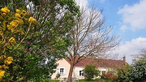 A house with a well-maintained lawn, a dining area with outdoor furniture, and a large tree in the foreground.