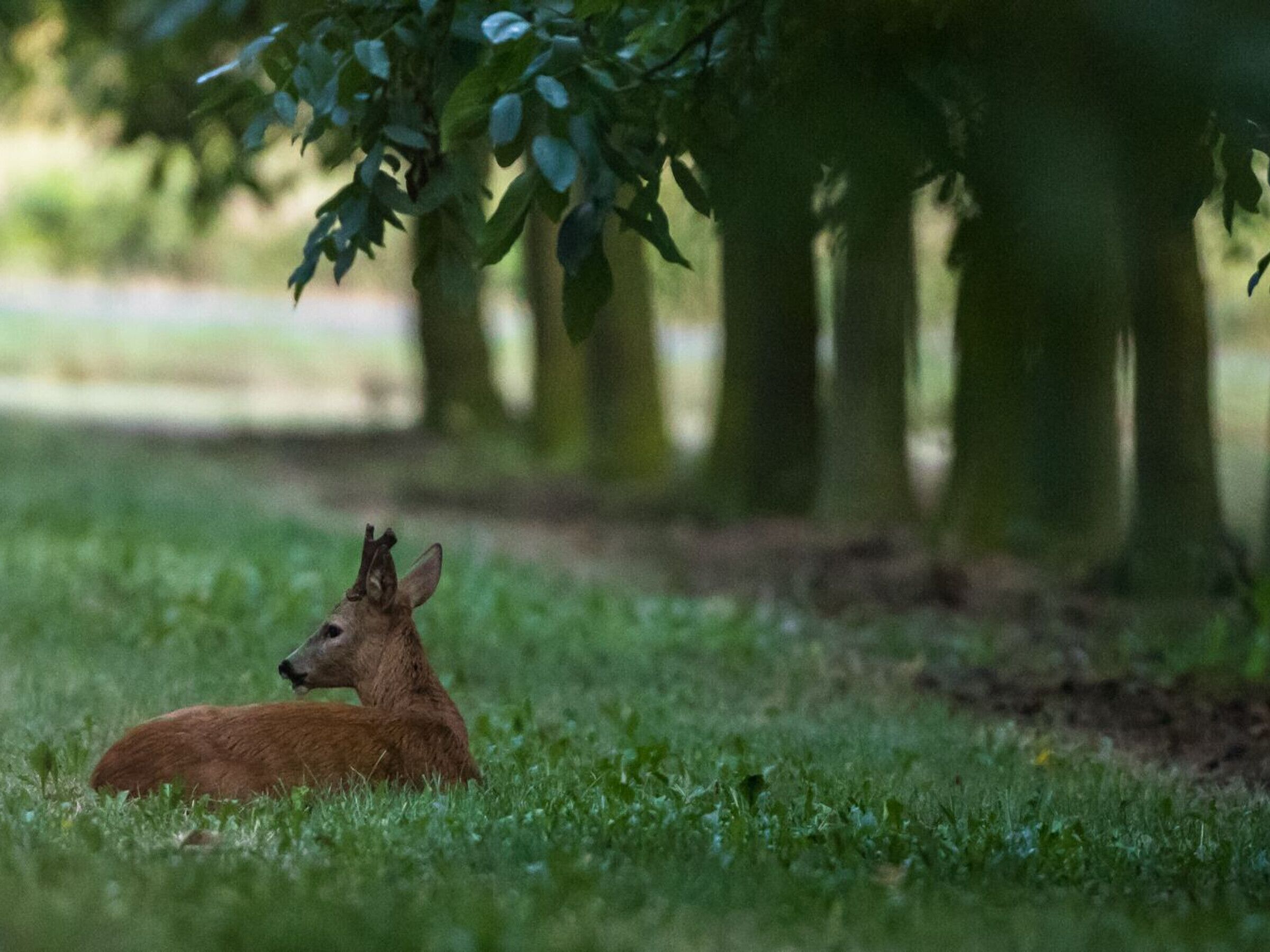 A deer lying on grass under a tree.