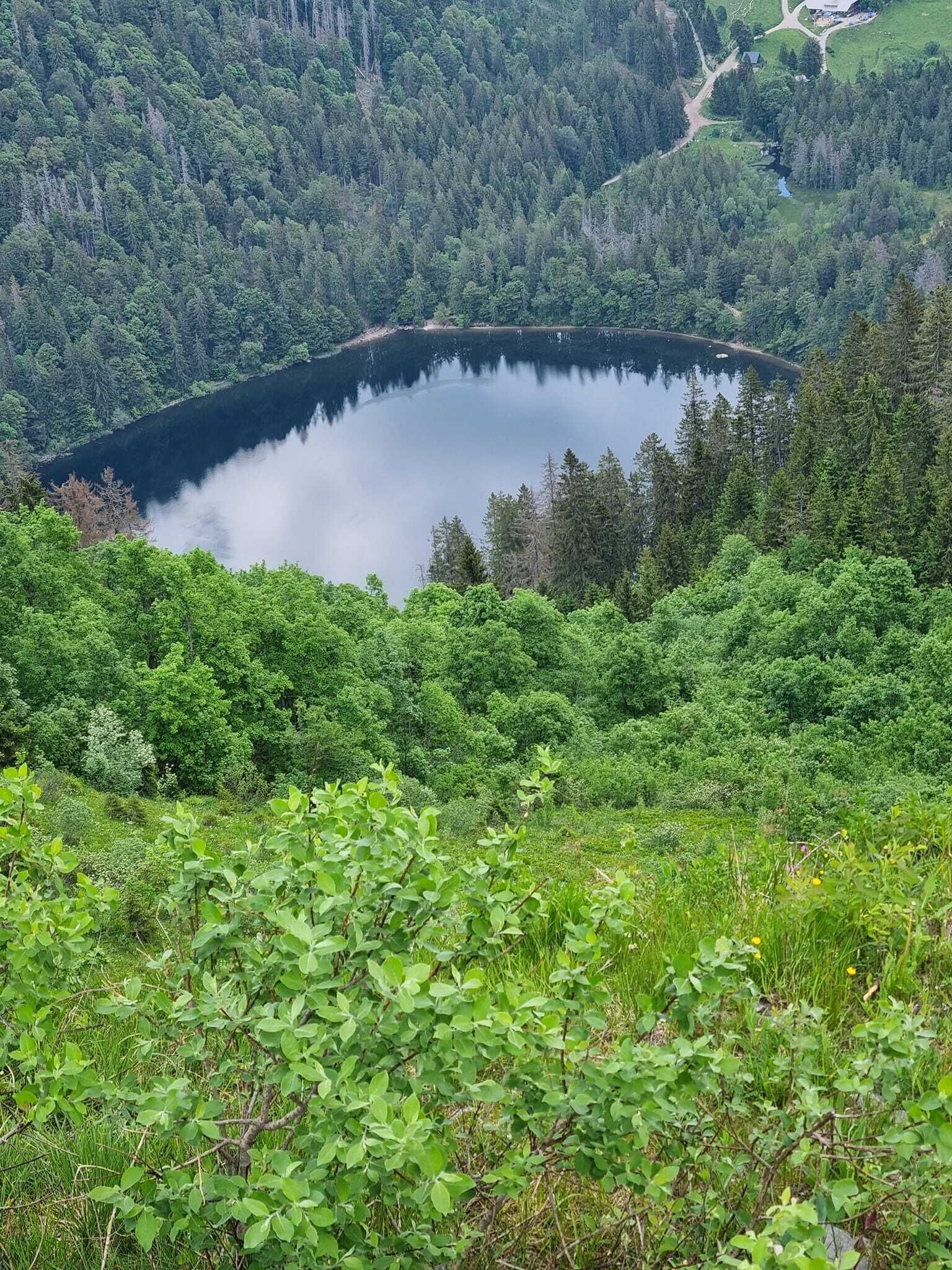 Tiheän metsän ympäröimä järvi, josta avautuu selkeä näkymä vedelle ja ympäröivään vehreään maisemaan.
