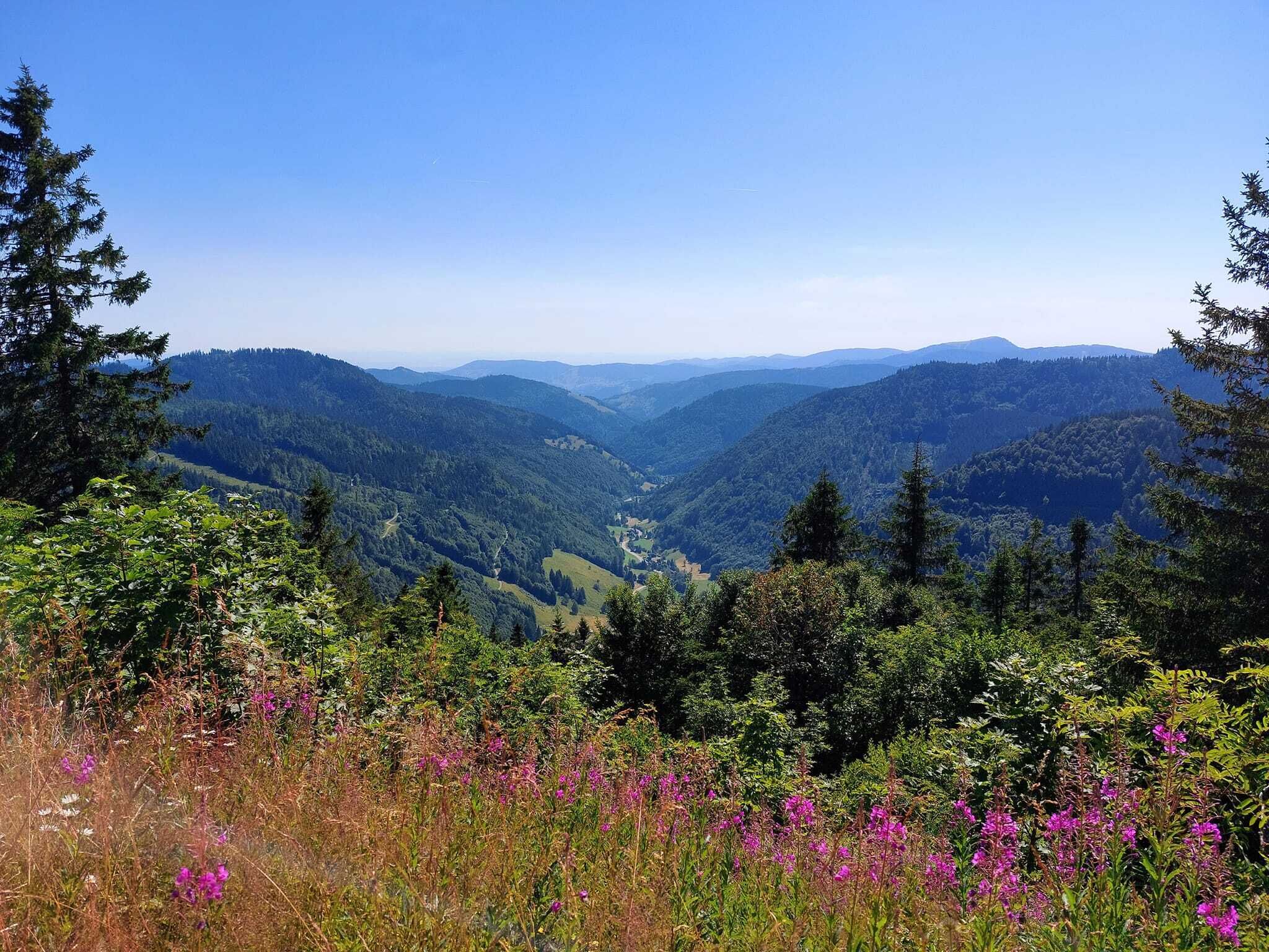 Eine gebirgige Landschaft mit dichten Wäldern und einem Tal.