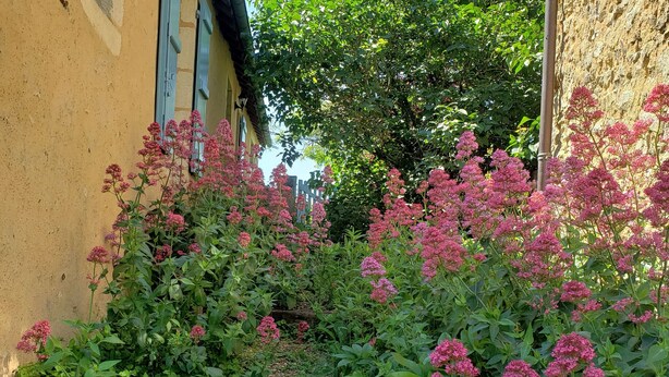 Un jardín con flores rosadas y un edificio amarillo.
