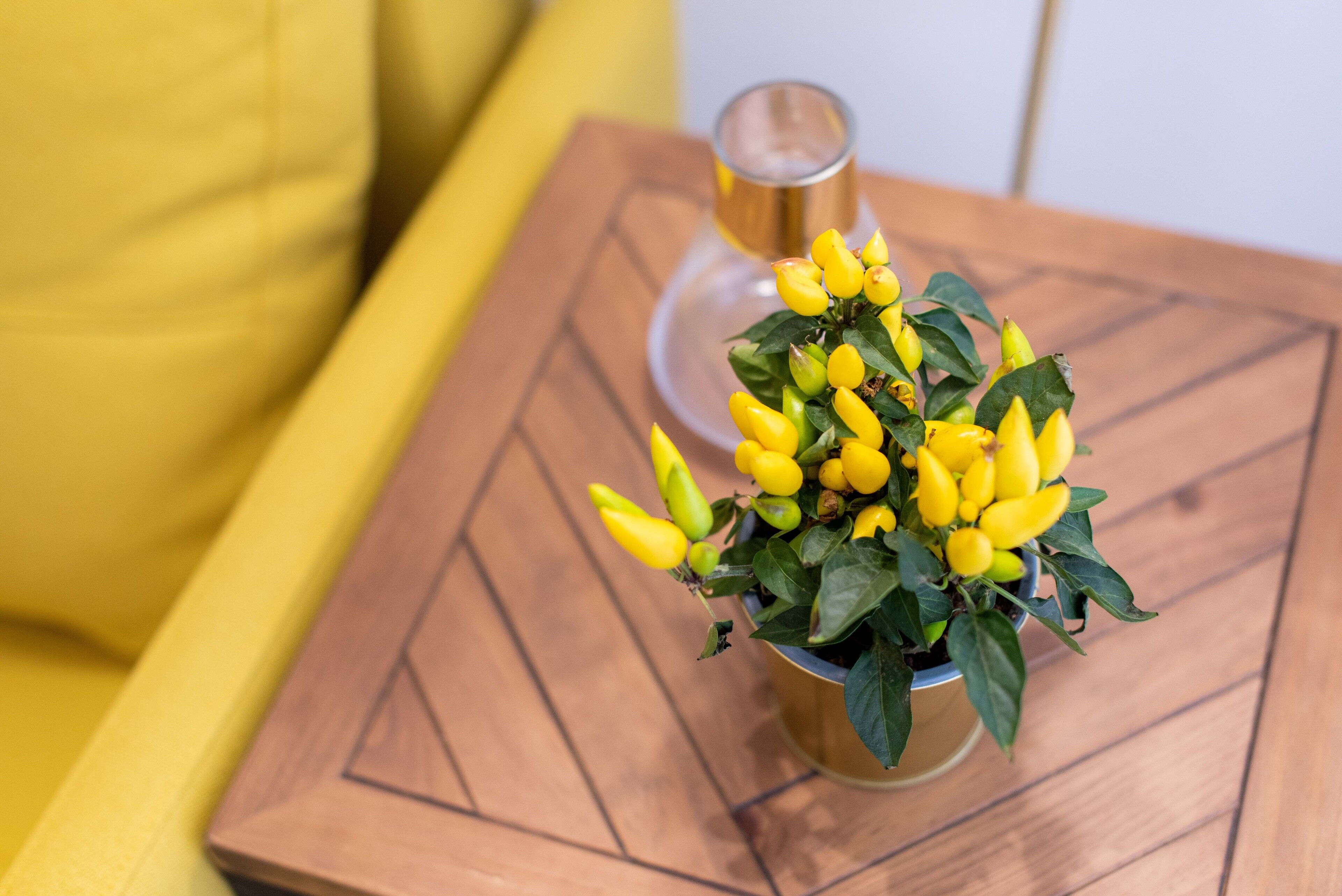 A wooden table with a glass and a potted plant.