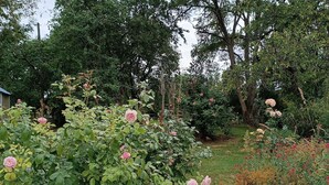 Un jardín con rosas rosadas florecientes y diversas otras plantas.