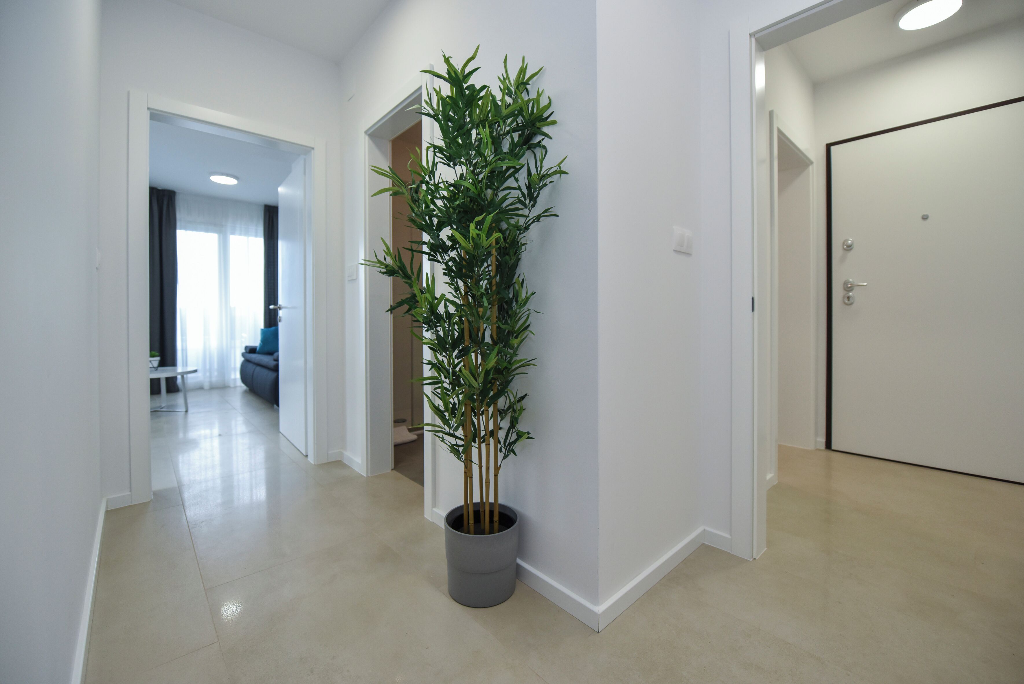 Un couloir avec une plante en pot, des murs blancs et une porte fermée.