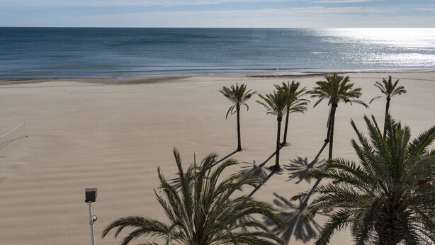 Une plage bordée de palmiers, offrant une vue dégagée sur l’océan.