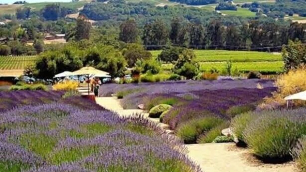 A lavender field with a path leading to a building with a white roof. - The Solterra | Wine Country 5BR, Views, EV, Games (Santa Rosa)