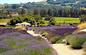 A lavender field with a path leading to a building with a white roof. - The Solterra | Wine Country 5BR, Views, EV, Games (Santa Rosa)