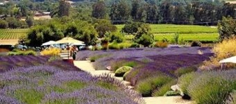 Quiet Winter Retreat in Santa Rosa Wine Country
