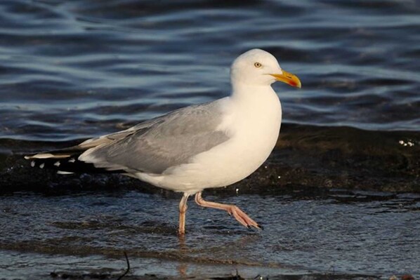 Imagen sin descripción, 1 de 22, botón