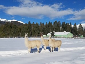 Snow and ski sports