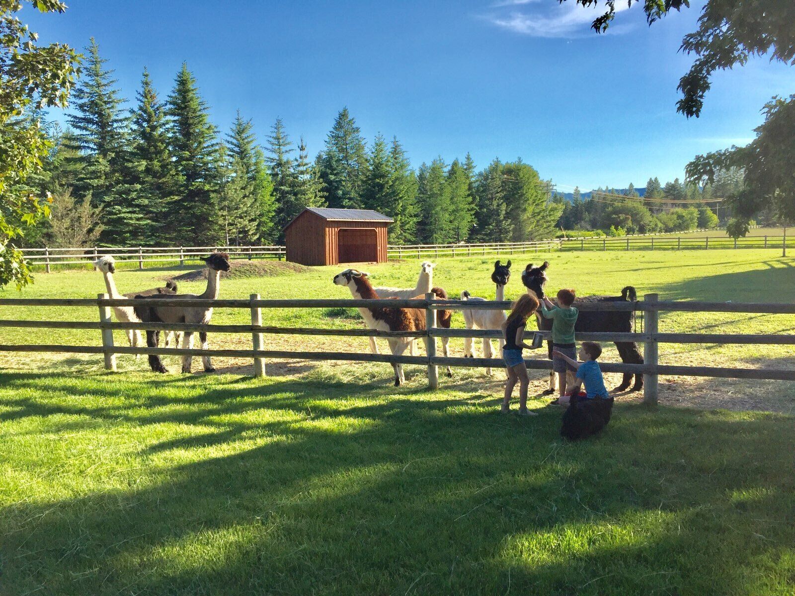 Un espace clos où l’on peut observer des lamas et des alpagas, une structure en bois et un ciel dégagé.