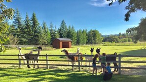 Un recinto con lama e alpaca, una struttura in legno e cielo sereno.