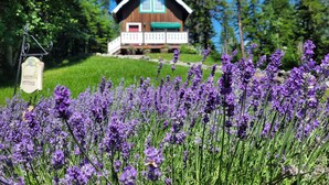 Una baita con tetto verde e rifiniture bianche, immersa in un rigoglioso giardino fiorito di fiori viola.
