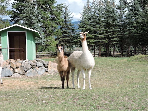 Dos llamas de pie en un cercado cubierto de hierba, con una valla de madera y un edificio verde al fondo.