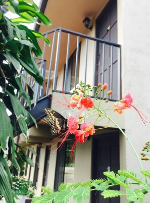 Courtyard - Cabinas Bachelor (Mogote de Bagaces)