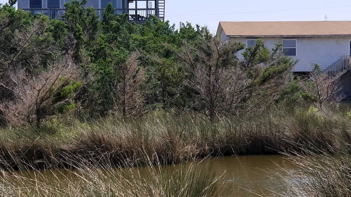 Un paysage naturel comprenant un plan d’eau, une végétation arbustive dense et un bâtiment en arrière-plan.