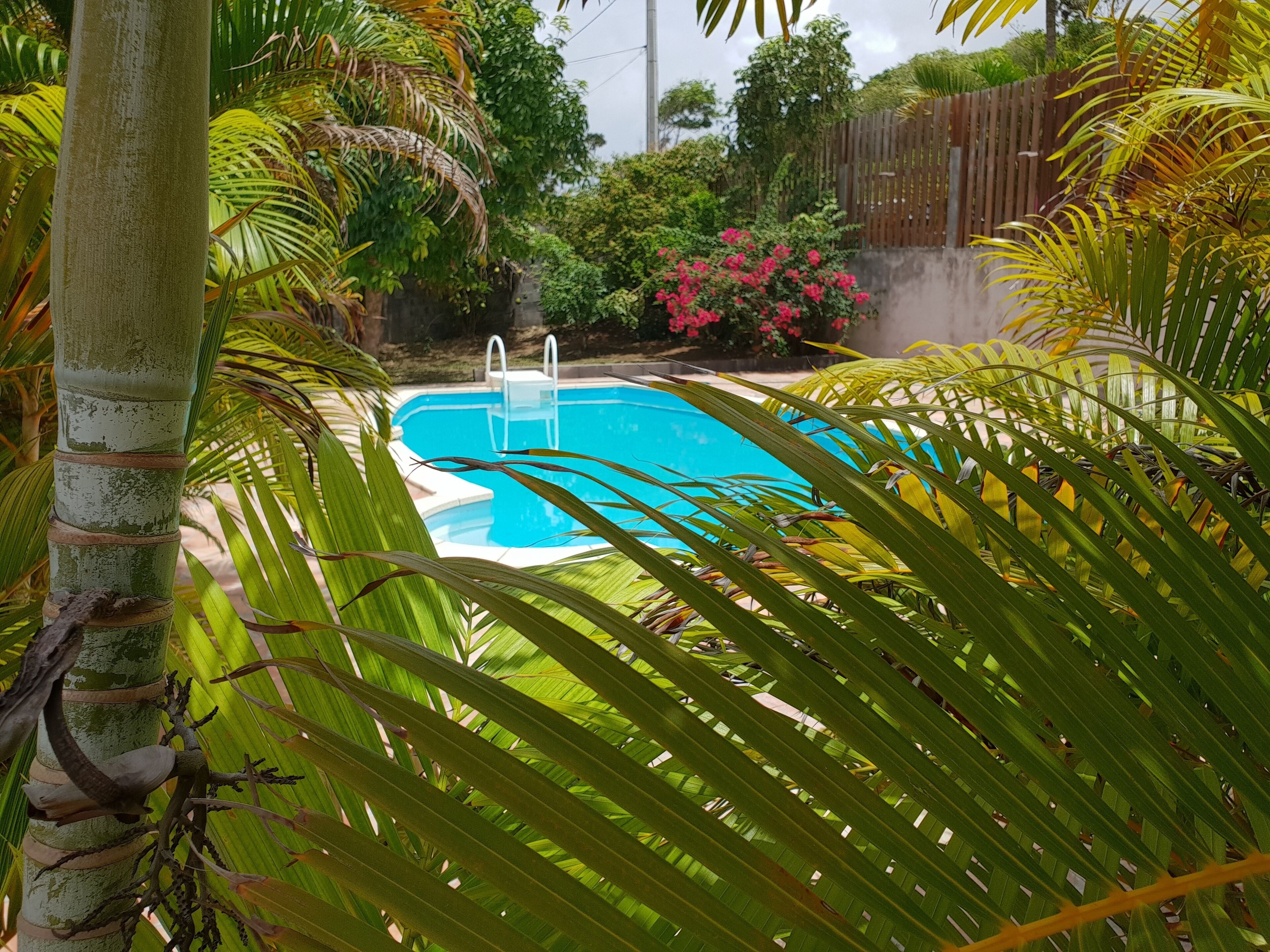 A swimming pool surrounded by lush greenery and a wooden fence.