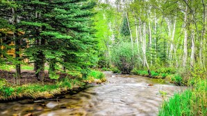 A river flowing through a forested area with dense greenery and trees. - Riverfront Retreat in Nathrop: Fire Pits & Hot Tub (Nathrop)