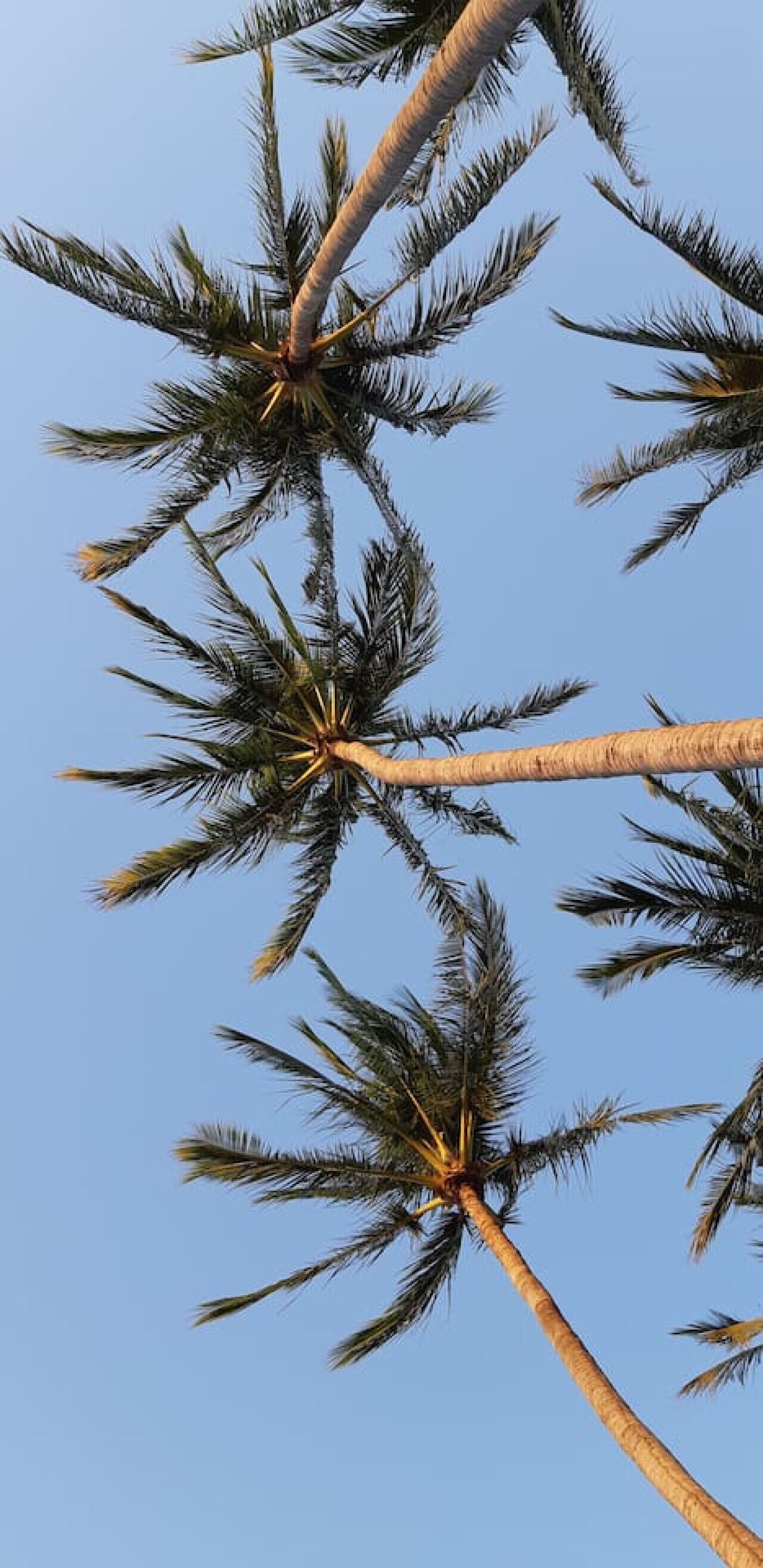 De grands palmiers se dressent sur un ciel bleu et dégagé.