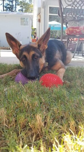 Lemmikkiystävällinen