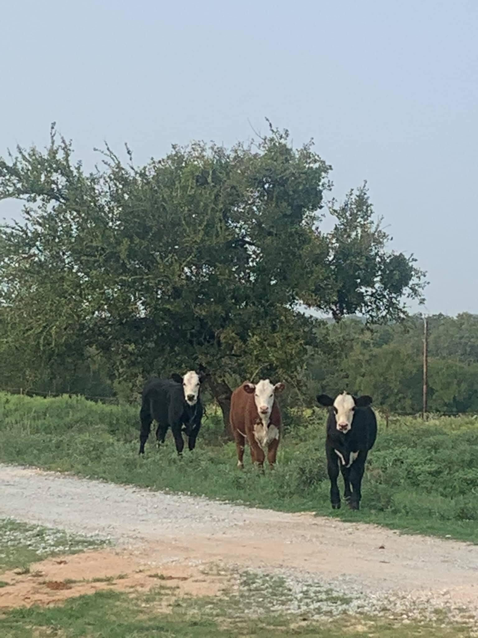 Three cows walking on a dirt path with green grass and trees in the background.