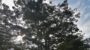 Jardín